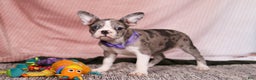 Frenchton dogs for sale: Lucy - Ad 6