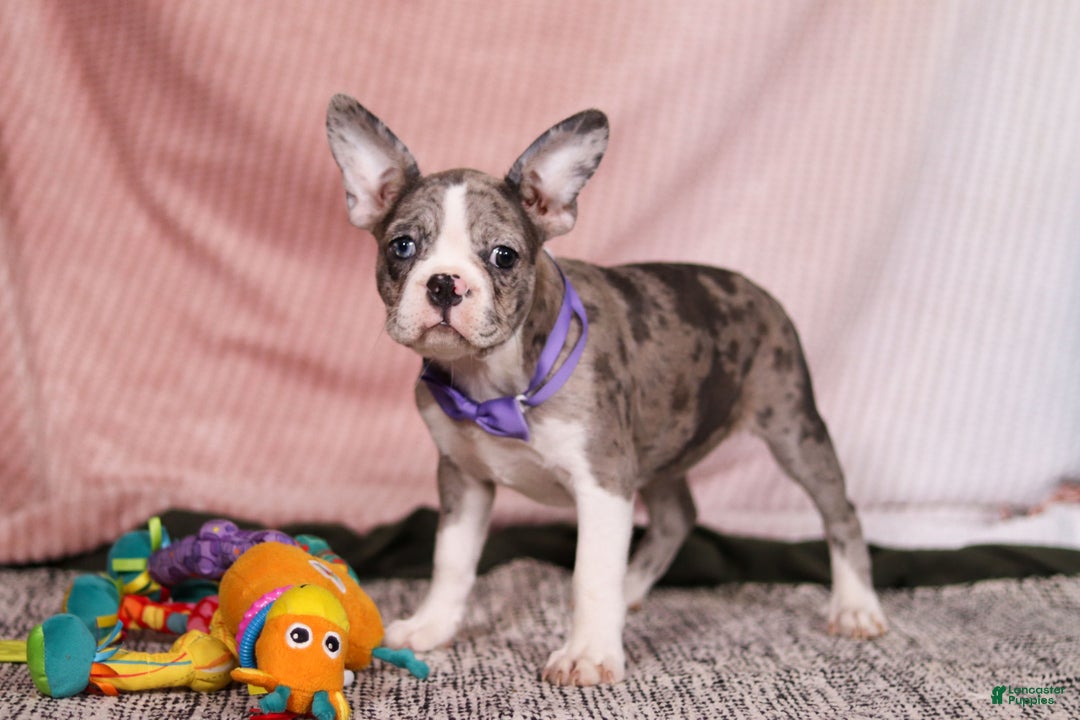 Frenchton dogs for sale: Lucy - Ad 6