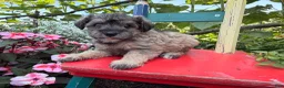 Schnoodle dogs for sale: Mitch  - Ad 9