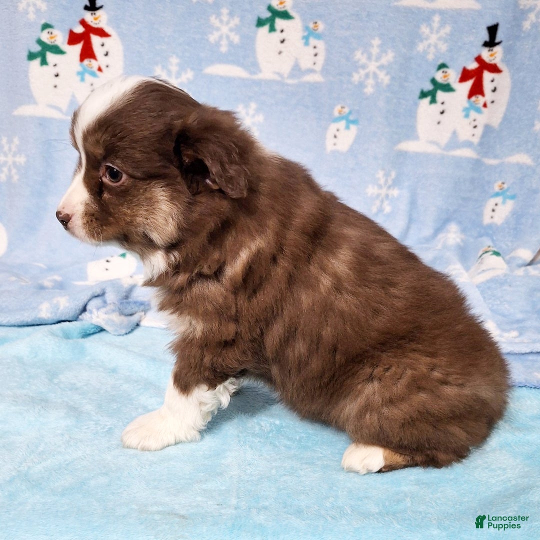 Miniature Australian Shepherd dogs for sale: Red - Ad 5