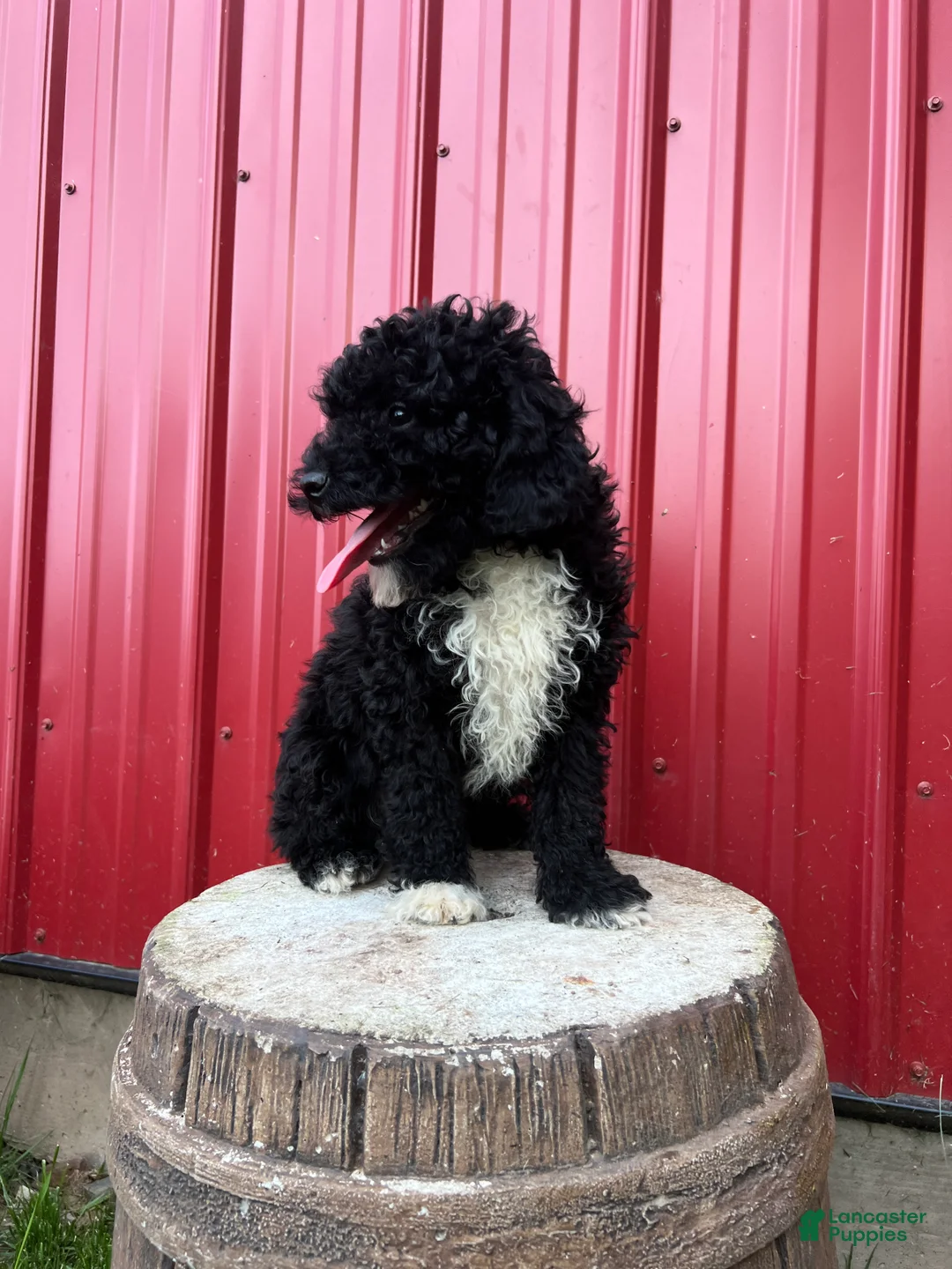 Toy Poodle dogs for sale: Onyx - Ad 3