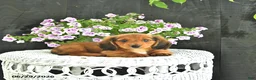 Dachshund dogs for sale: Cole - Ad 1