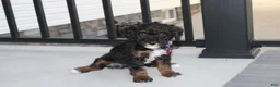 Miniature Poodle dogs for sale: Amber  - Ad 18