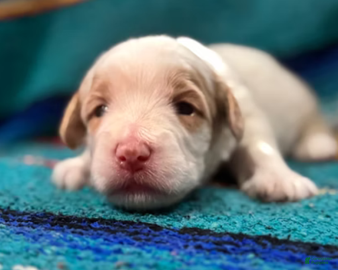 Mini Bernedoodle dogs for sale: Snow - Ad 7