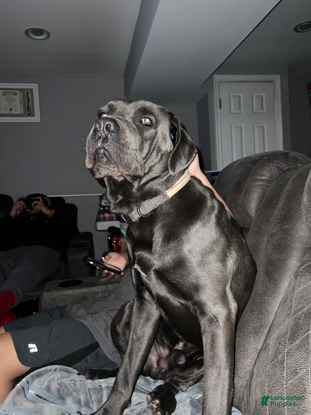 Mixed Breed dogs for sale: Mixed Breed Puppy 1 - Ad 14