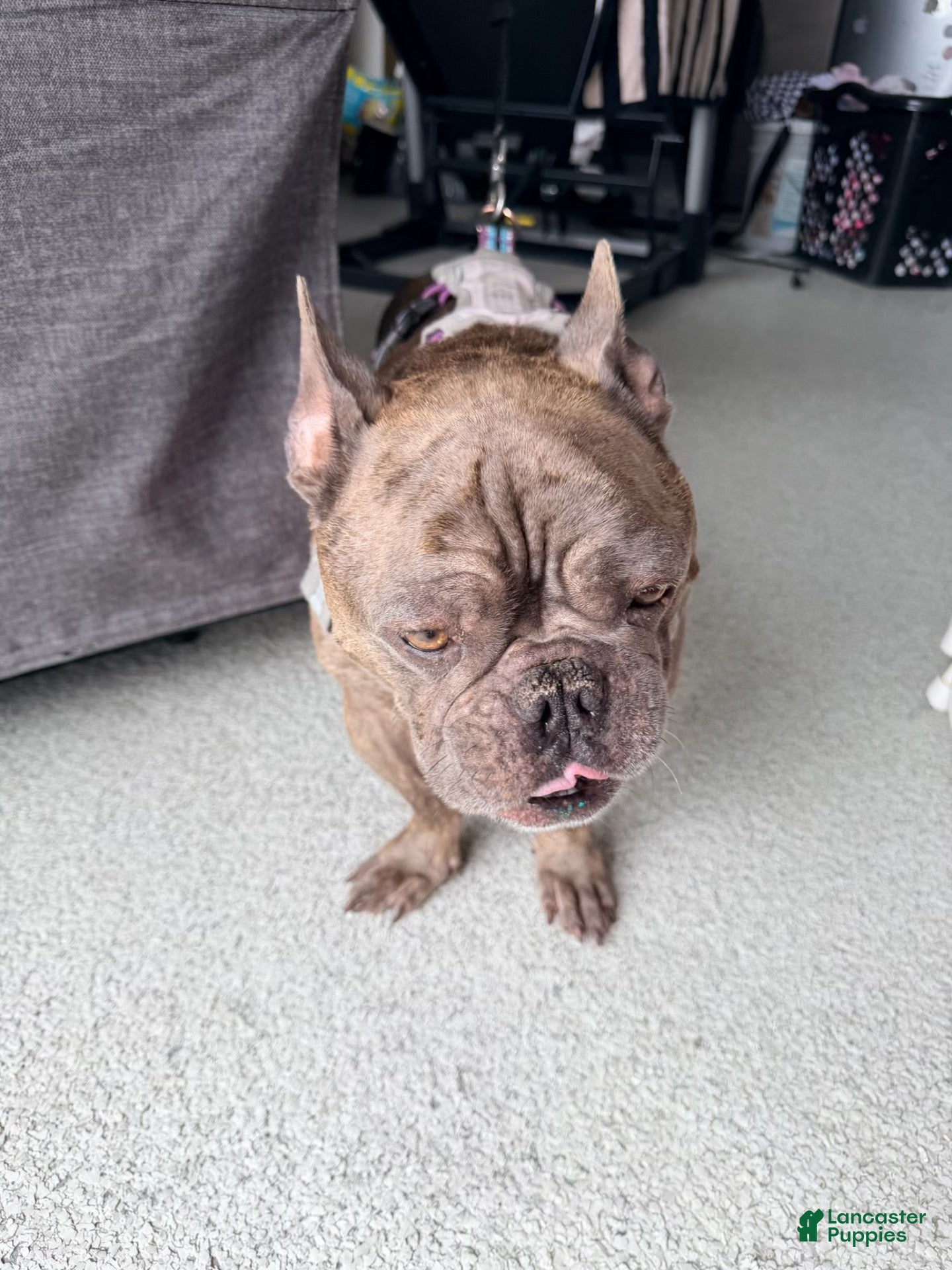 French Bulldog dogs French Bulldog 1 - Ad 27
