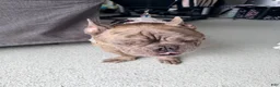 French Bulldog dogs for sale: French Bulldog 1 - Ad 1