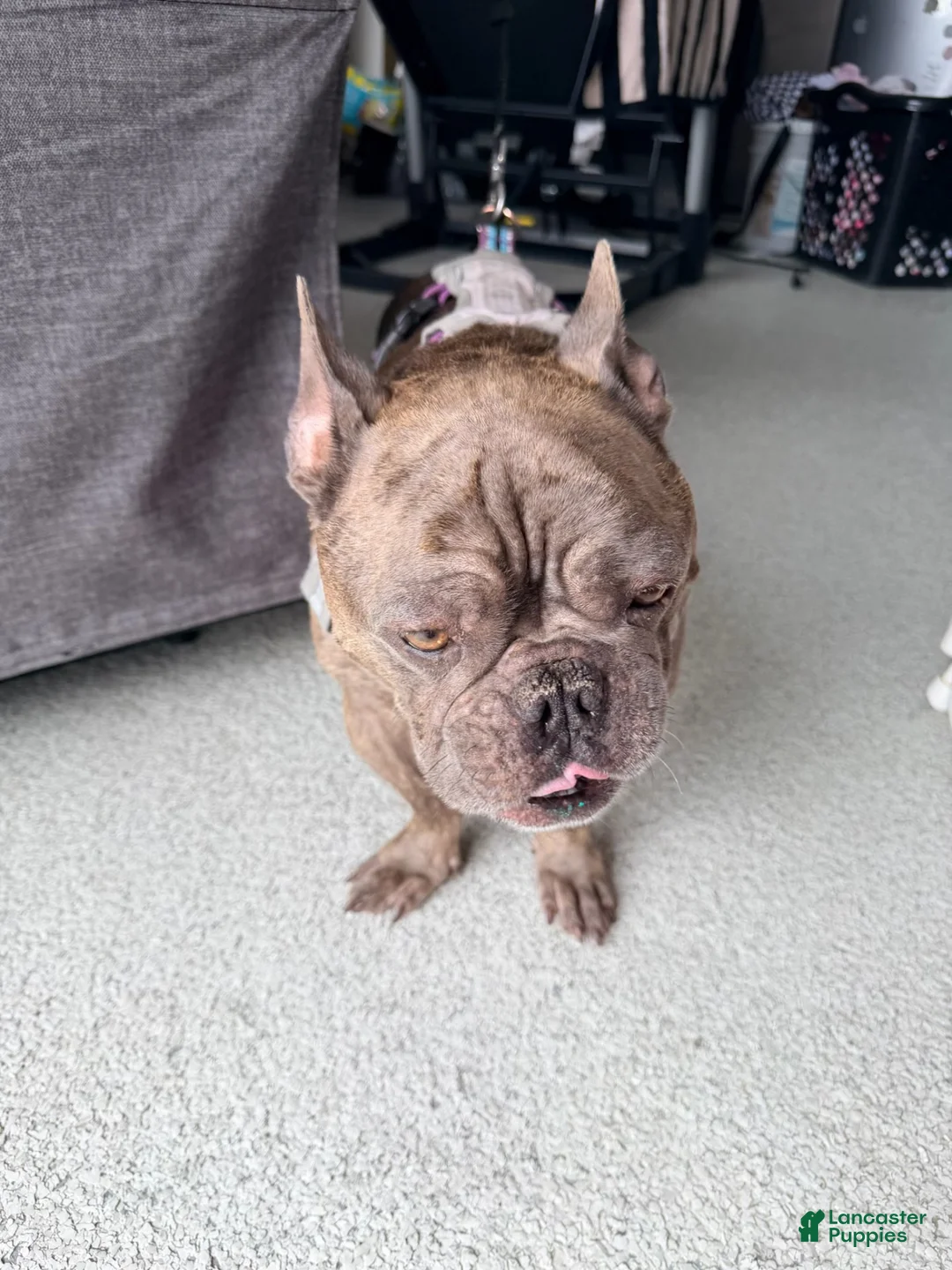 French Bulldog dogs for sale: French Bulldog 1 - Ad 1