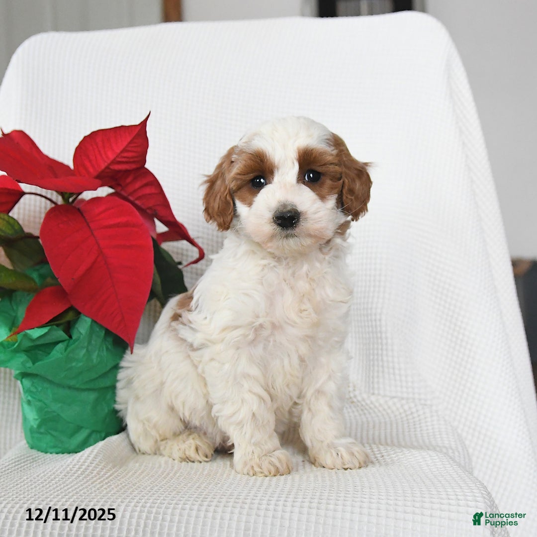 Mini Goldendoodle dogs for sale: Patches - Ad 2