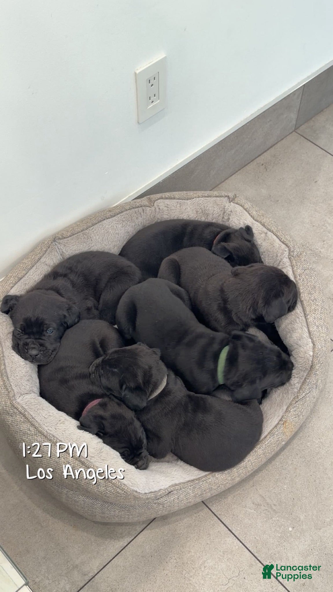Cane Corso dogs Cane Corso 1 - Ad 18