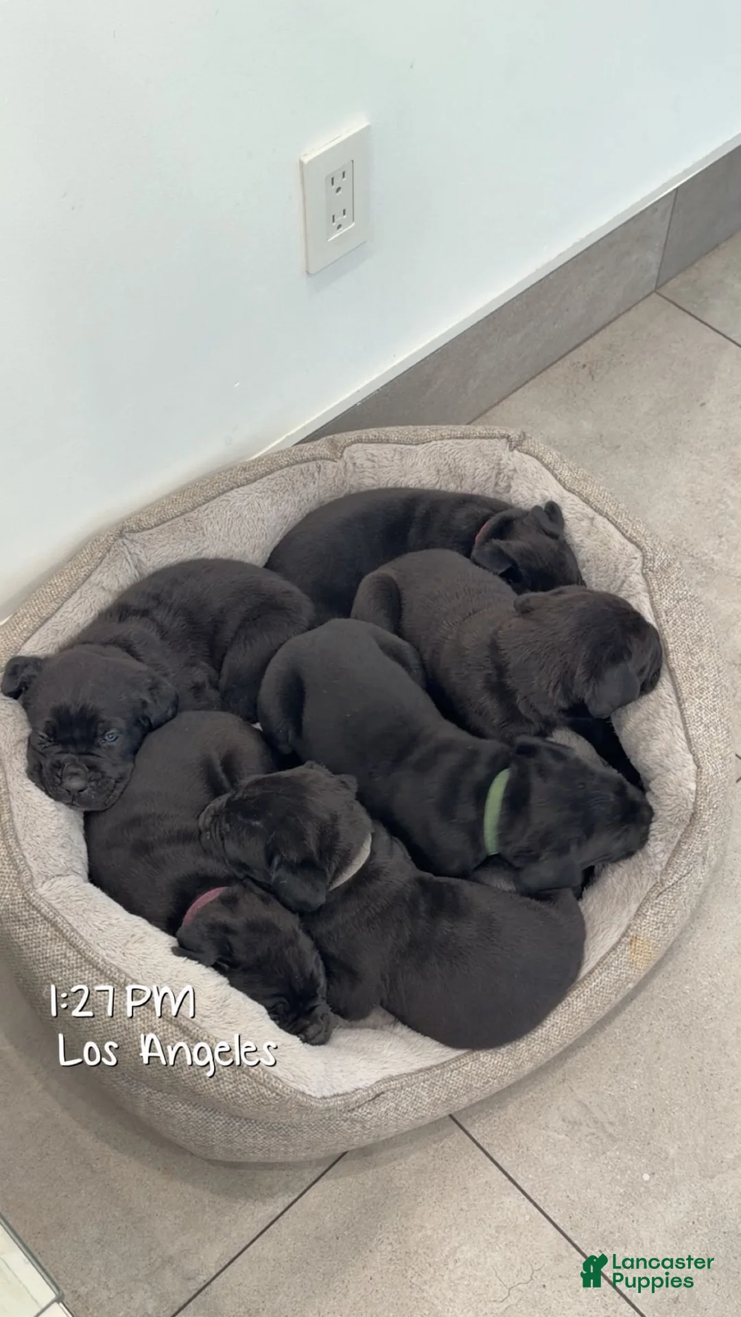 Cane Corso dogs for sale: Cane Corso 1 - Ad 1
