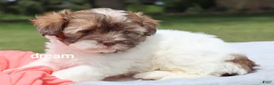 Skye