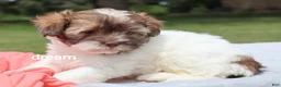 Shihpoo dogs for sale: Skye - Ad 1