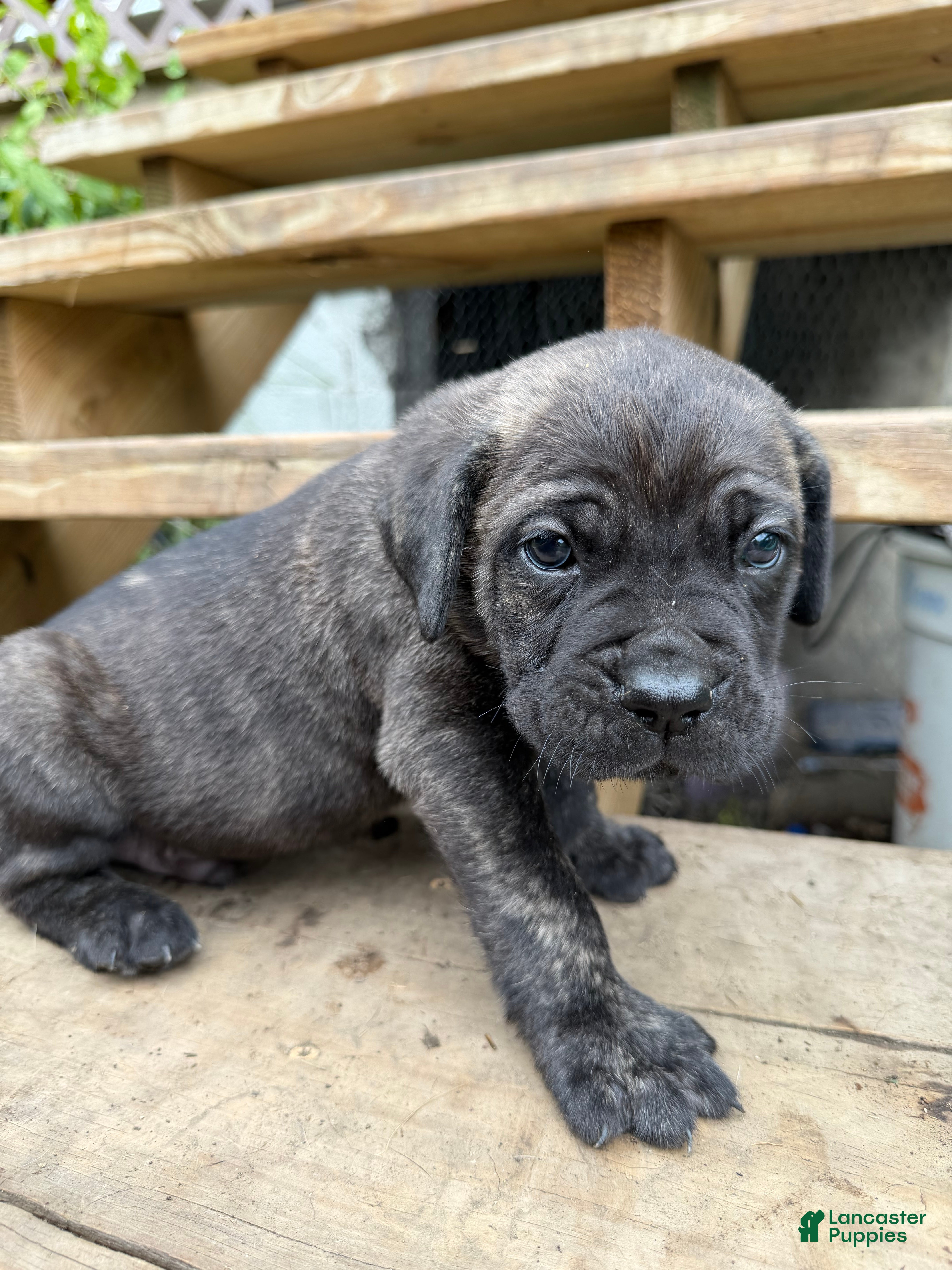 Cane Corso dogs Boy 1 - Ad 1