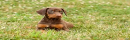 Doberman Pinscher dogs for sale: DIXIE - Ad 11