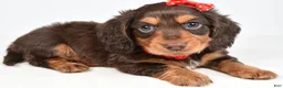 Miniature Dachshund dogs for sale: Sawyer - Ad 6