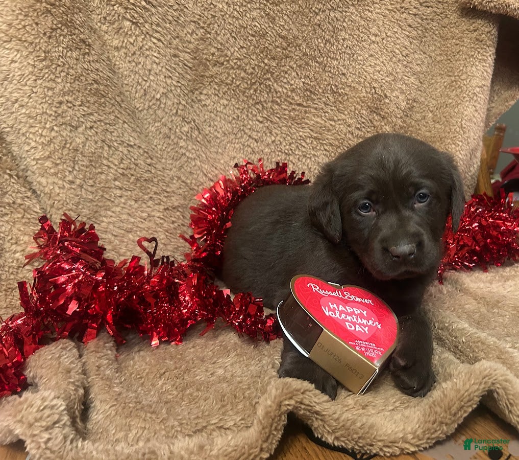 Labrador Retriever dogs Mocha - Ad 23