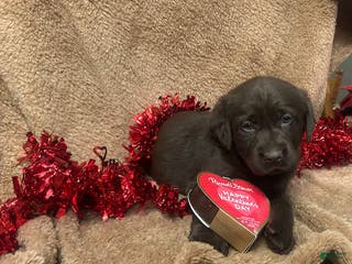 Labrador Retriever dogs Mocha - Ad 9