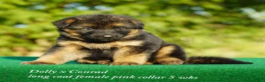 German Shepherd pink collar