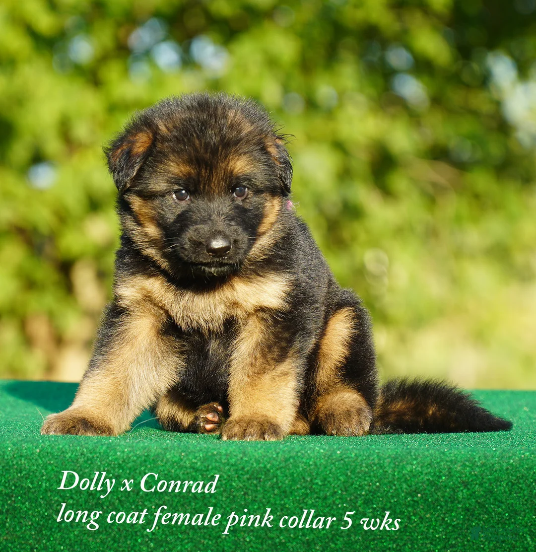 German Shepherd dogs for sale: German Shepherd pink collar - Ad 1