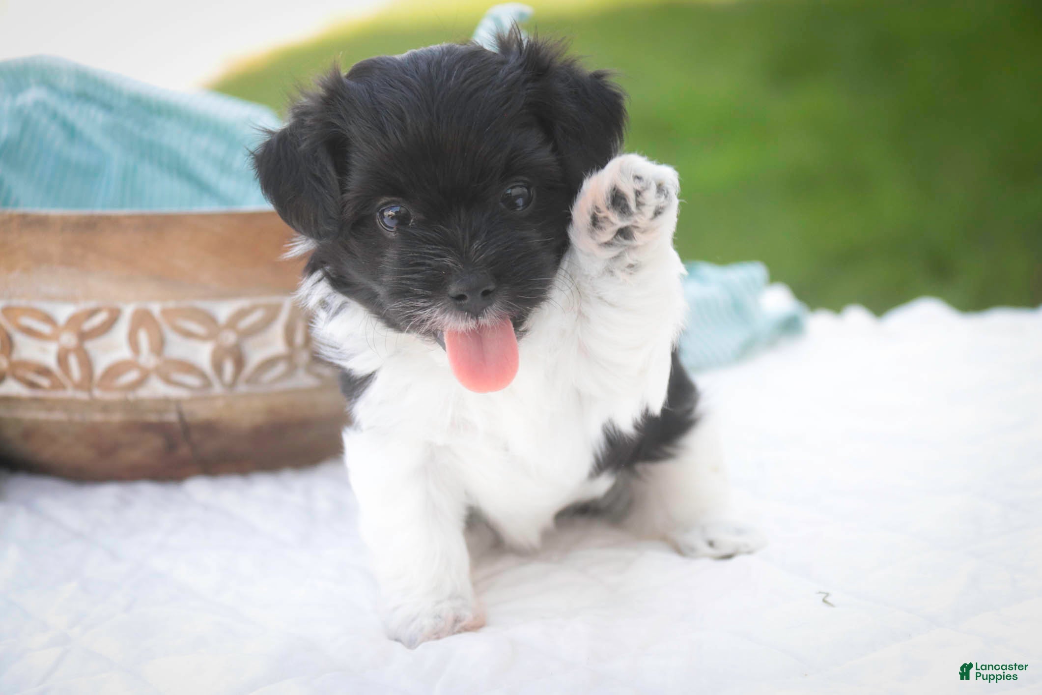 Havanese dogs Goldie Havanese  - Ad 1