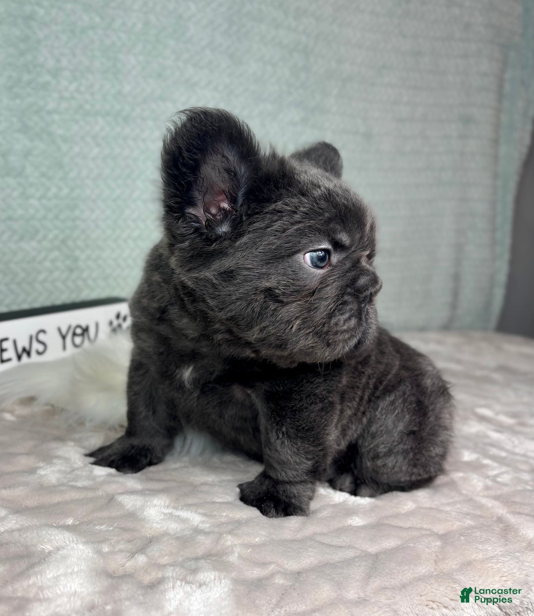 French Bulldog dogs for sale: Sonny - Ad 4