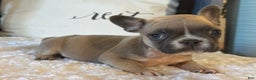 French Bulldog dogs for sale: Alex - Ad 34