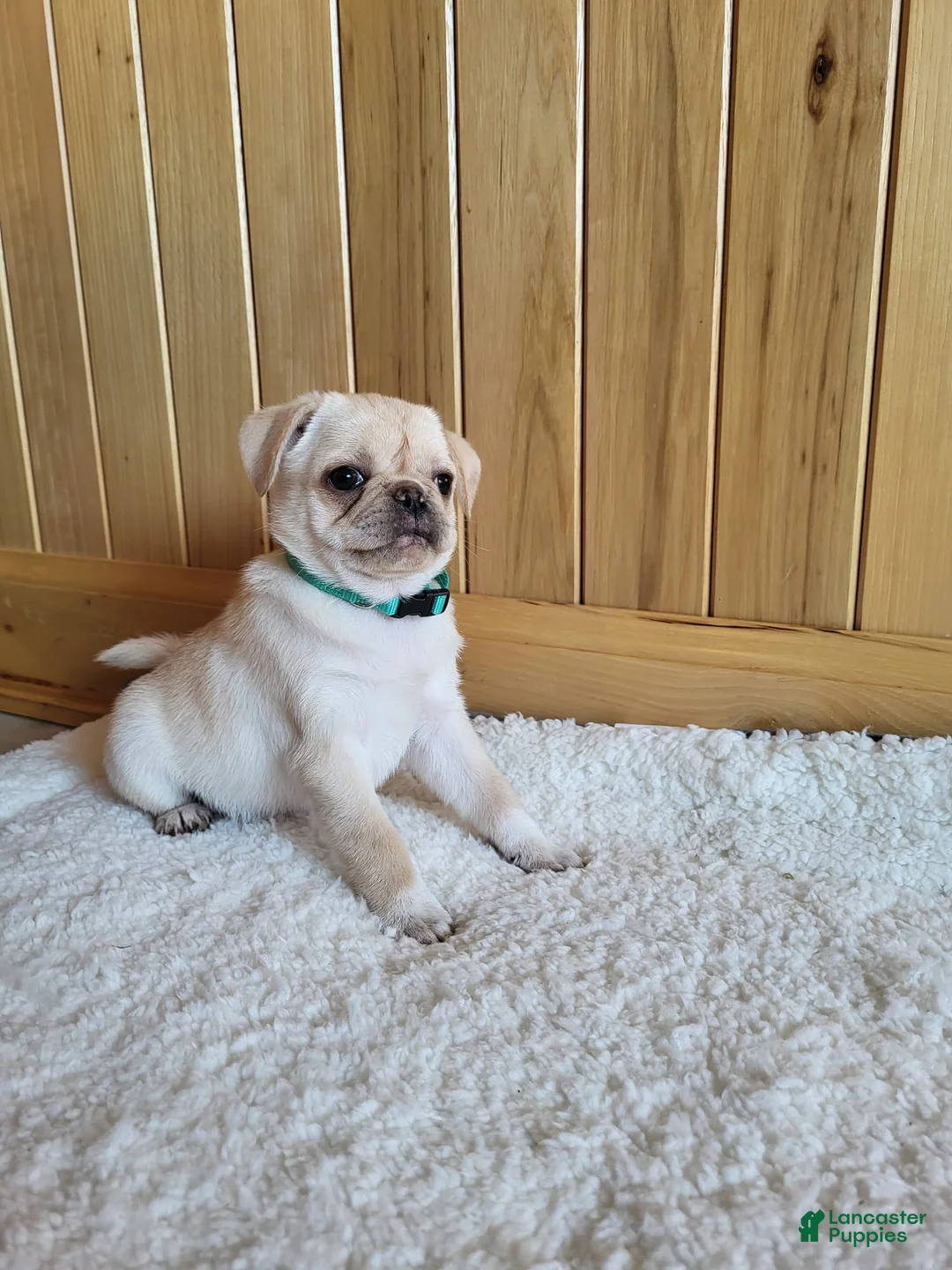 Pug dogs for sale: Bailey - Ad 1