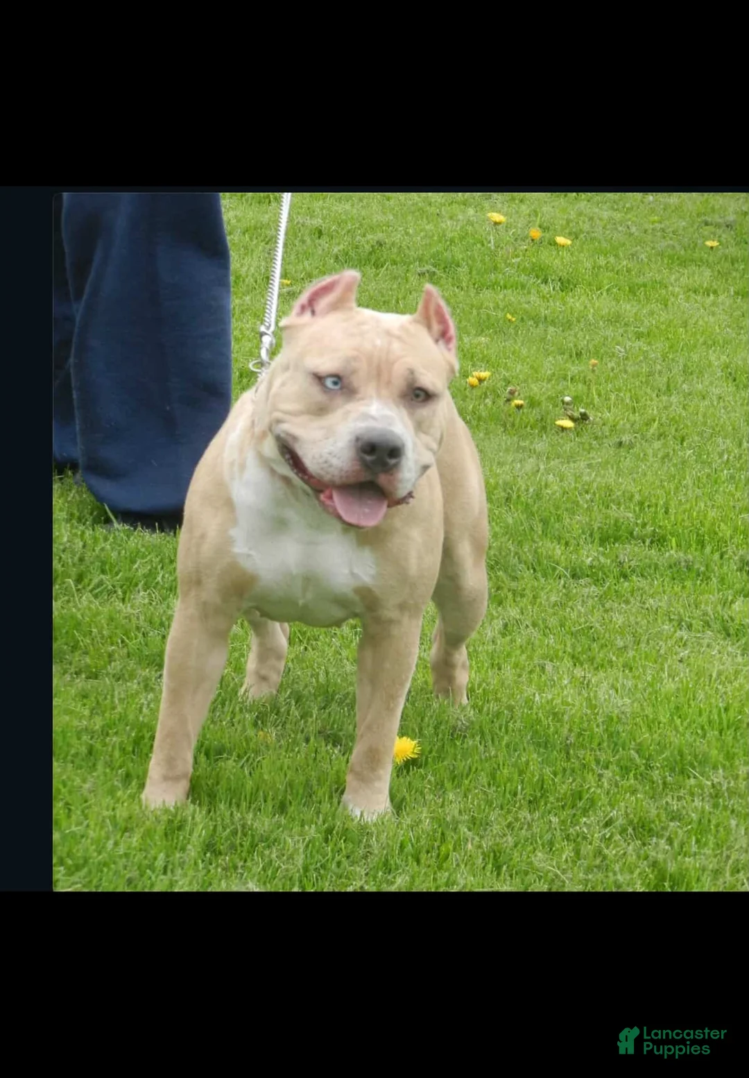 American Bully dogs for sale: Cliffette - Ad 4