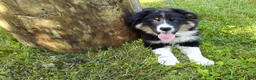 Mixed Breed dogs for sale: Skip - Ad 9