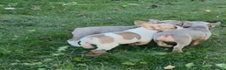 French Bulldog dogs for sale: Casper - Ad 5