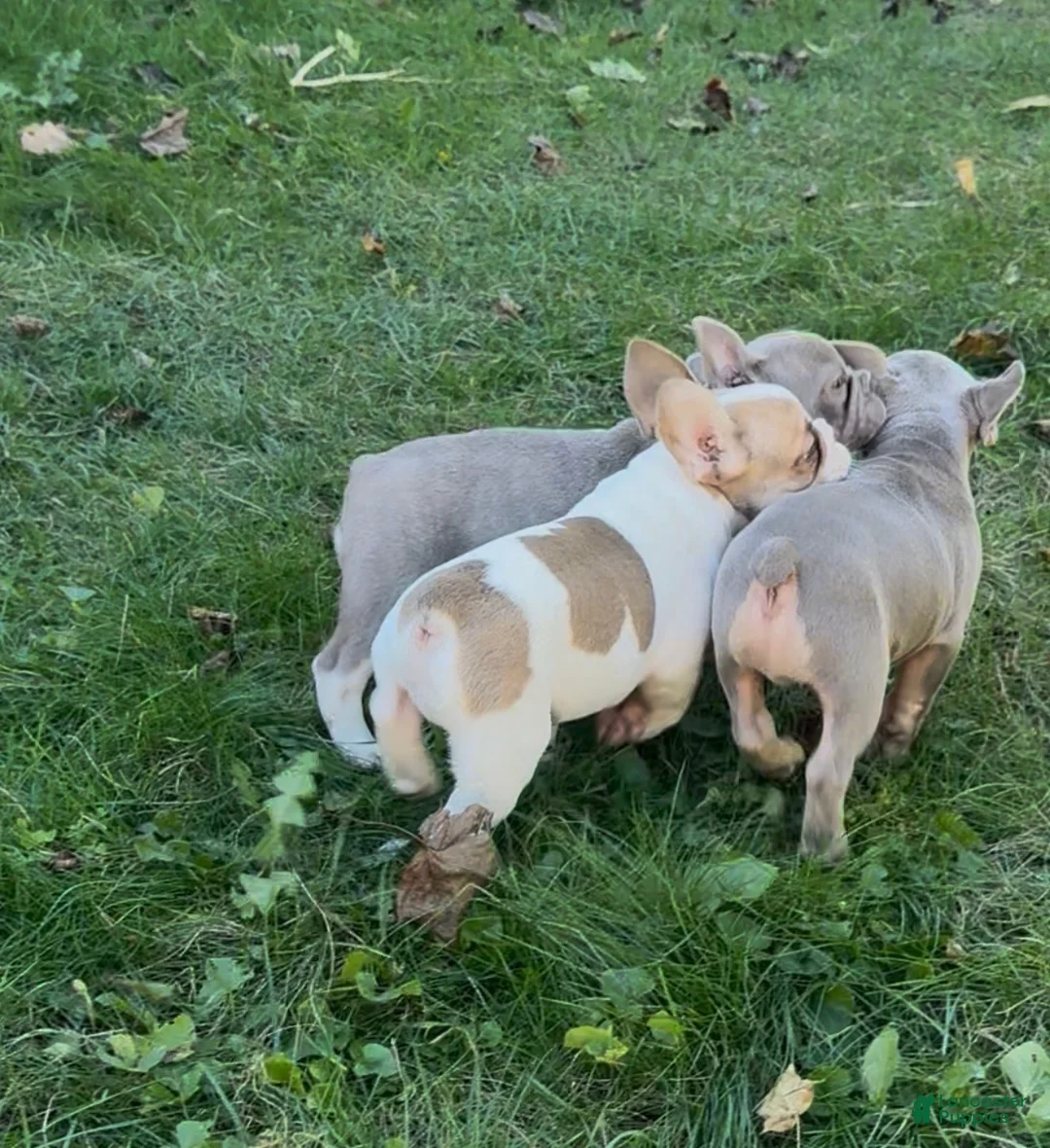 French Bulldog dogs for sale: Casper - Ad 5