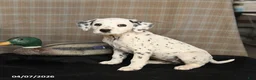 Dalmatian dogs for sale: Dolly - Ad 3