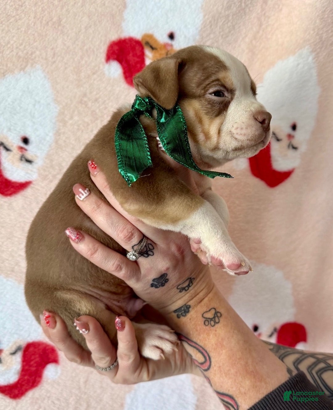 American Bully dogs for sale: Haus - Ad 1