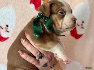 American Bully dogs Haus - Ad 39