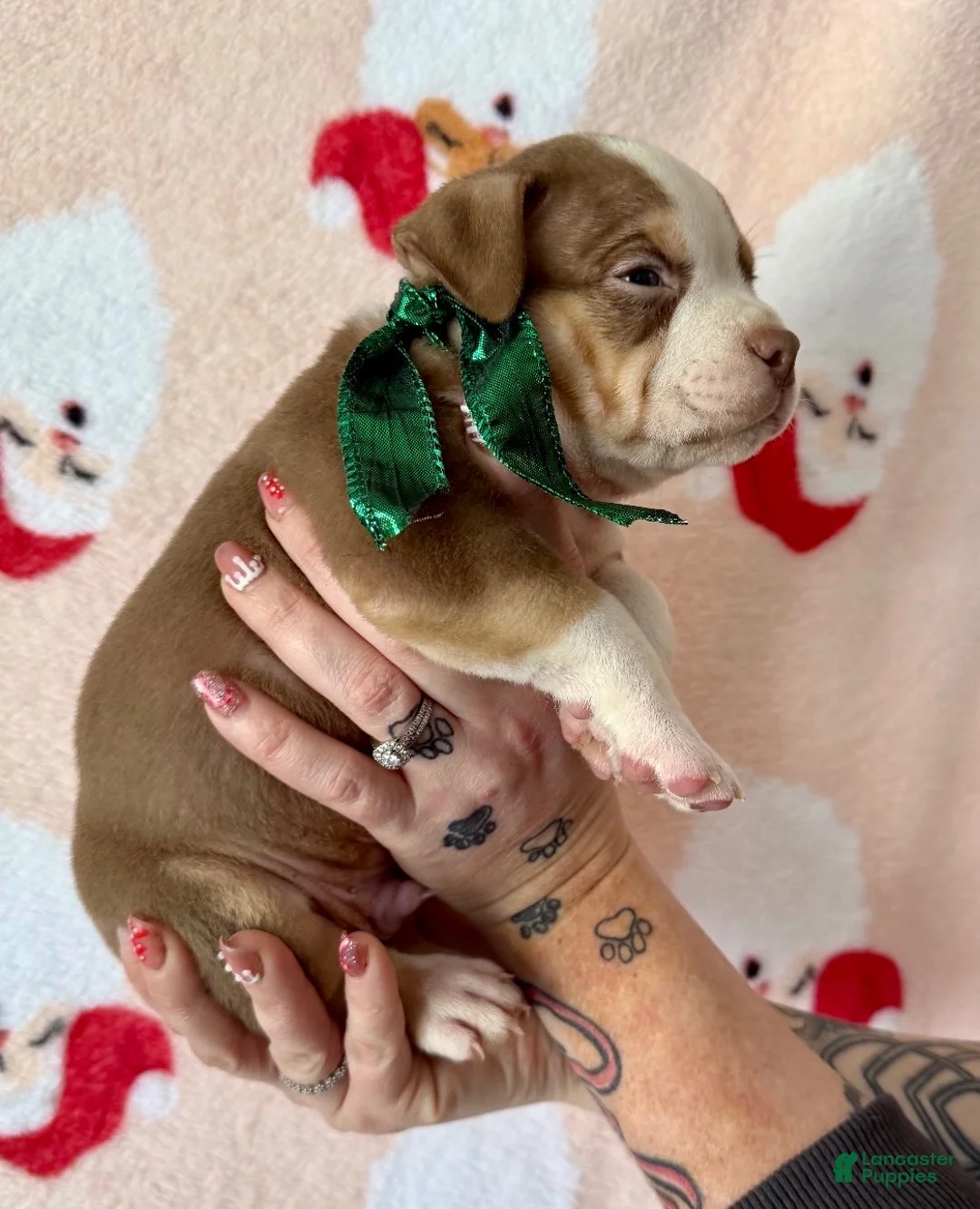 American Bully dogs for sale: Cali - Ad 15