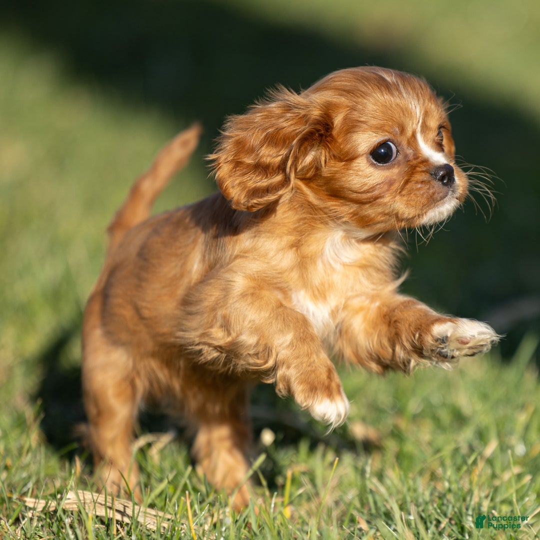 Cavalier King Charles Spaniel dogs for sale: Autumn - Ad 7