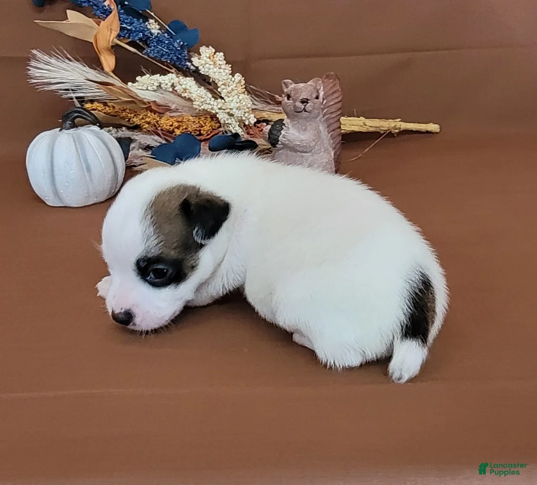 Jack Russell Terrier dogs for sale: Nash purebred JRT  - Ad 8