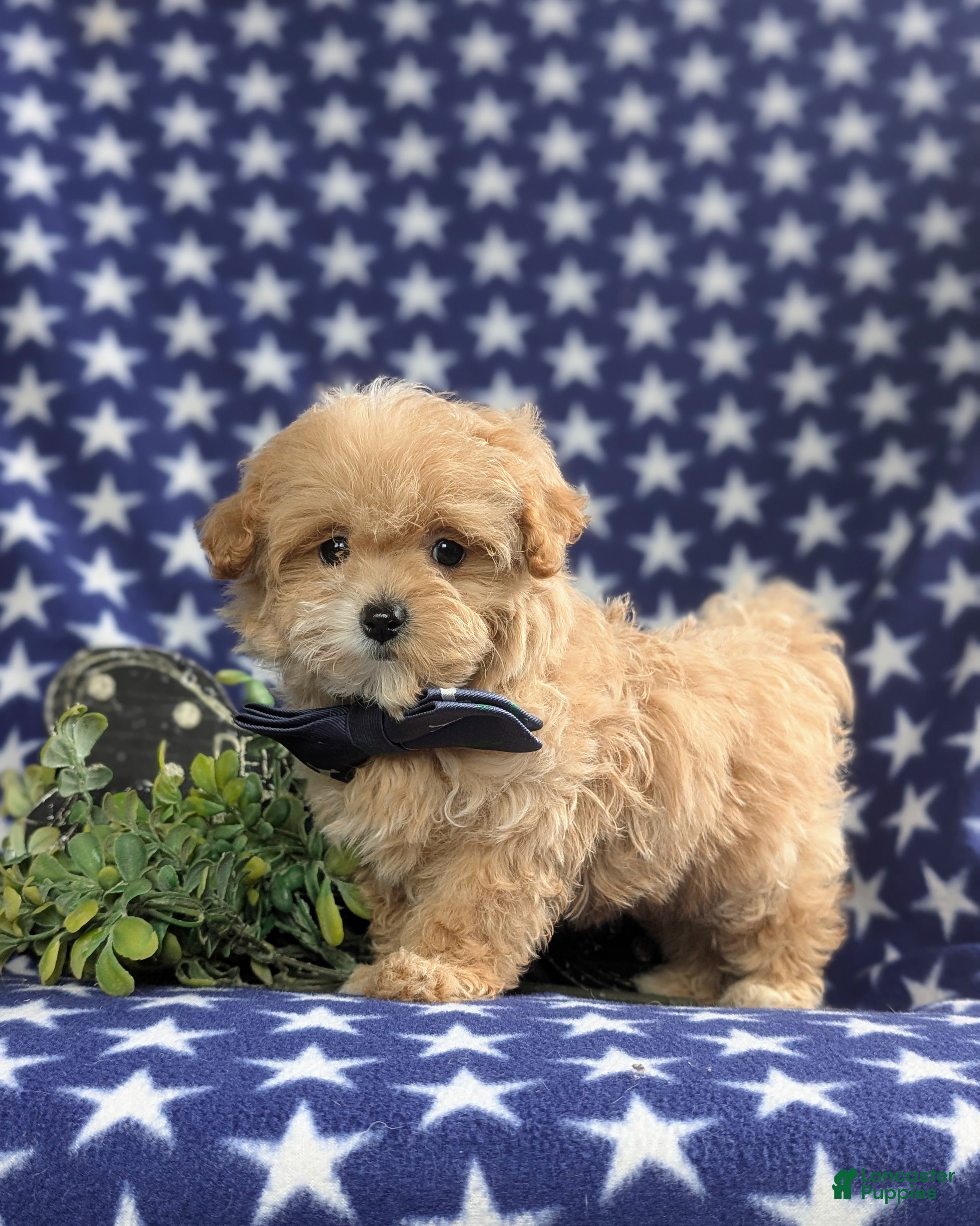 Maltipoo dogs Fleming 5 lbs Full Grown - Ad 1