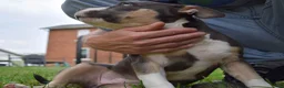 American Bully dogs for sale: American Bully 5 - Ad 7
