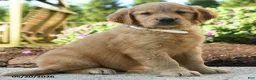 Golden Retriever dogs for sale: Hunter - Ad 3