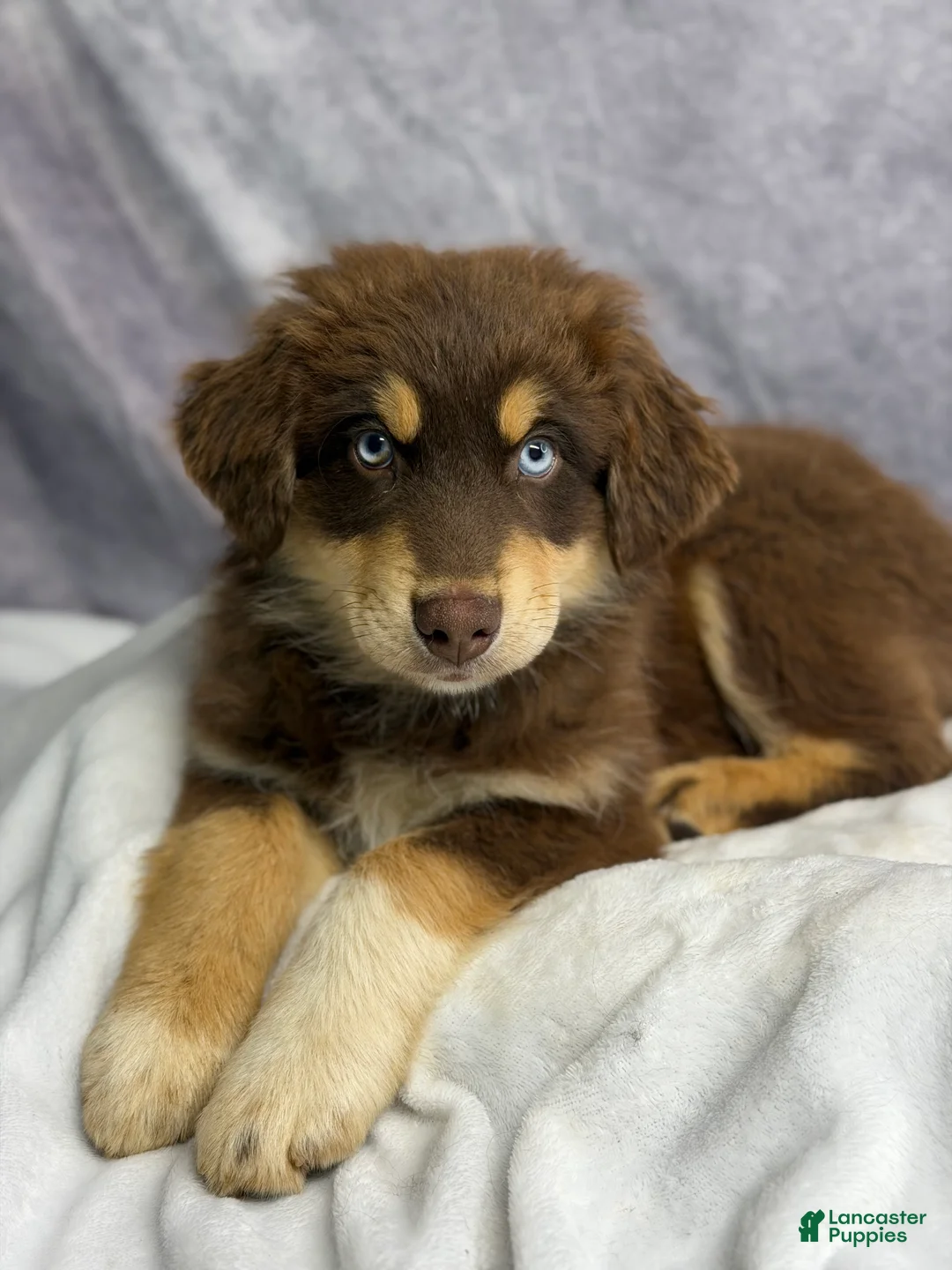 Australian Shepherd dogs for sale: Australian Shepherd Teddy Bear - Ad 2