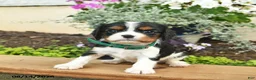Cavalier King Charles Spaniel dogs for sale: Diamond  - Ad 4