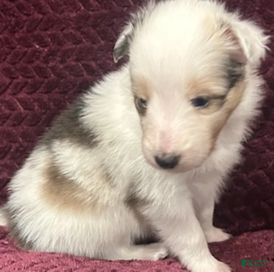 Shetland Sheepdog dogs for sale: Daisy - Ad 9