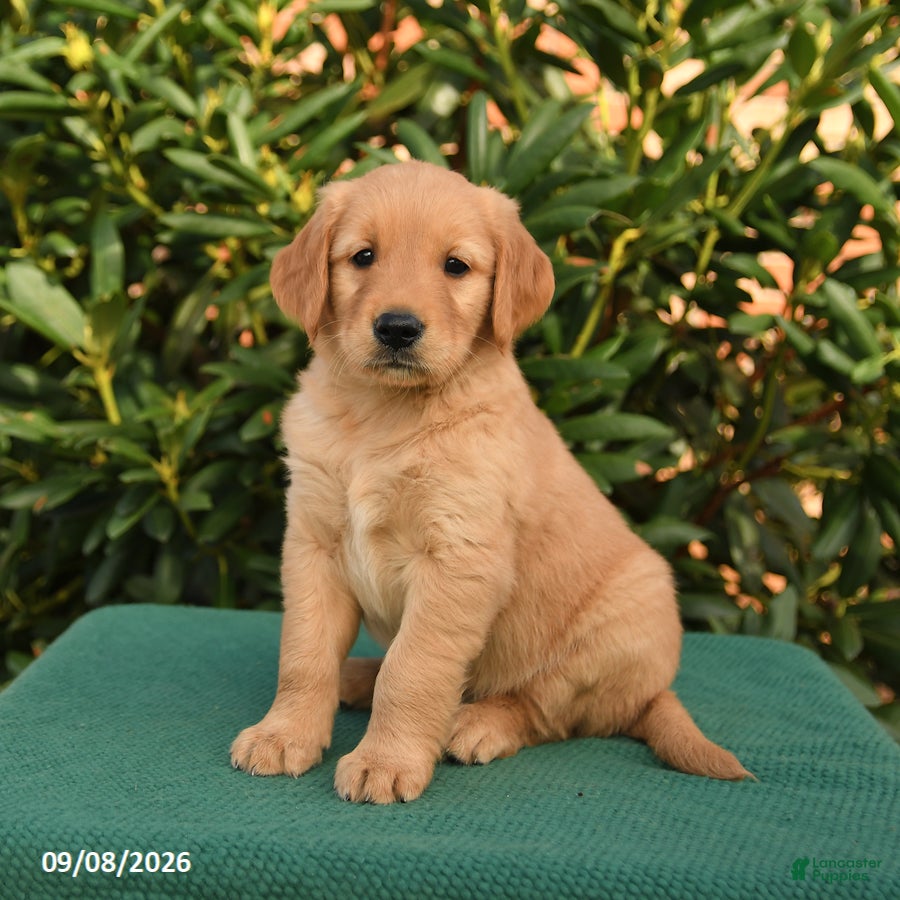 Golden Retriever dogs Nacho - Ad 2