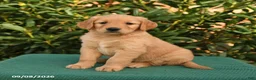 Golden Retriever dogs for sale: Nacho - Ad 2