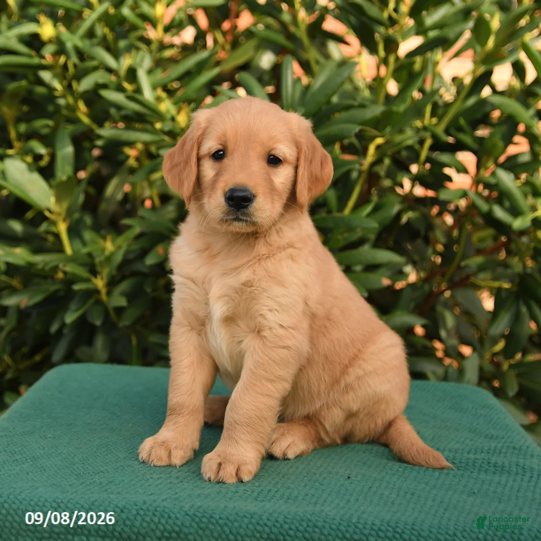 Golden Retriever dogs for sale: Nacho - Ad 2