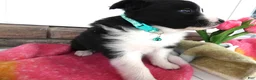 Border Collie dogs for sale: Border Collie Puppy 4 Nelly - Ad 3