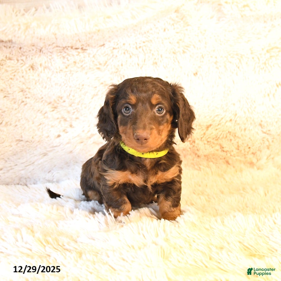 Miniature Dachshund dogs Lexus - Ad 5