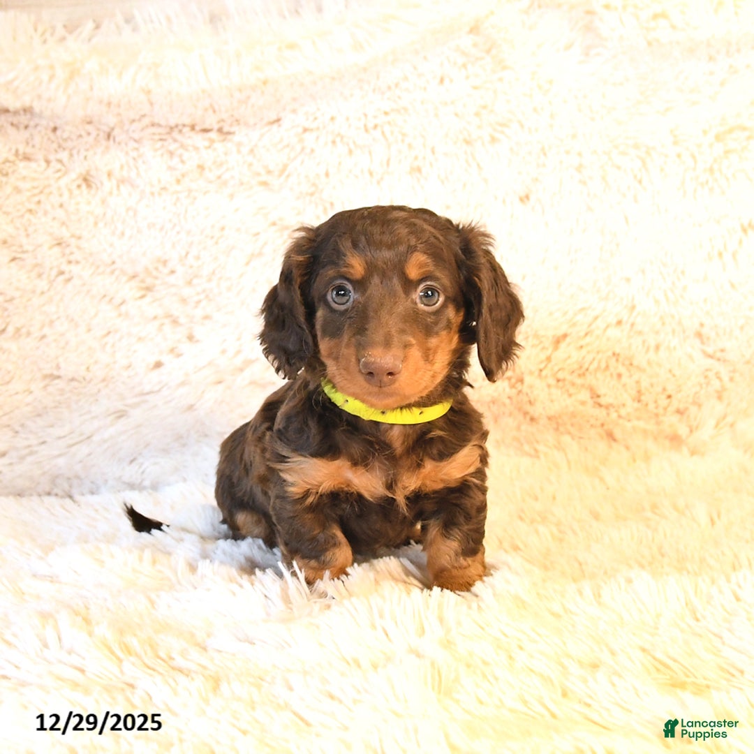 Miniature Dachshund dogs for sale: Lexus - Ad 1